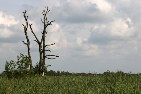 Landschap.JPG