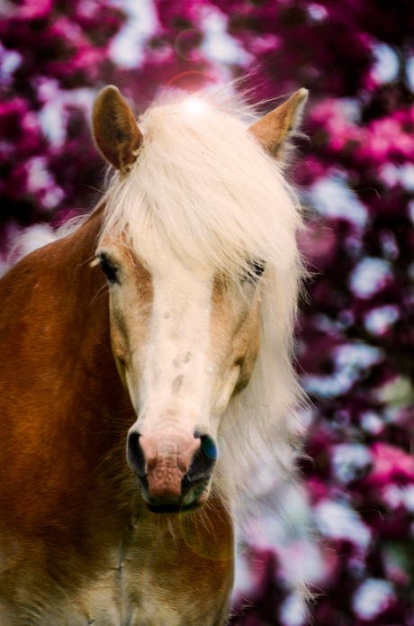 Spring horse
