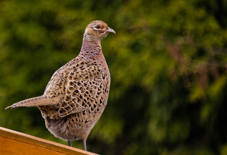 Fazant vrouwtje - Bij deze een foto van 1 van de vrouwtjes van de fazant van de vorige upload. Zij kwam ook even heel nieuwsgierig in de tuin kijken - foto door kimvdveen op 23-04-2013 - deze foto bevat: fazant vrouw