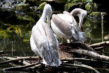 pelikanen op nest