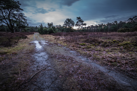 Natte Heide