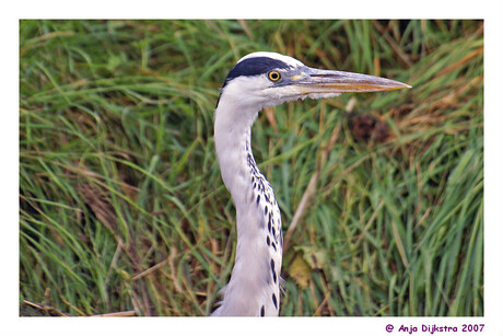 Blauwe reiger