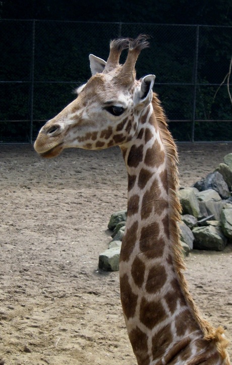Jonge Giraffe