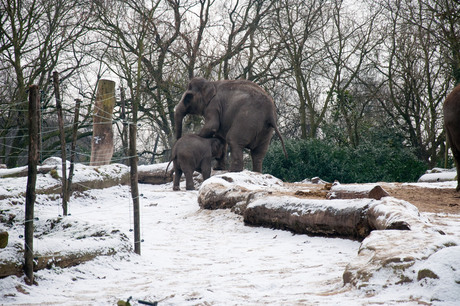 Tonya, de sterkste olifant van Blijdorp