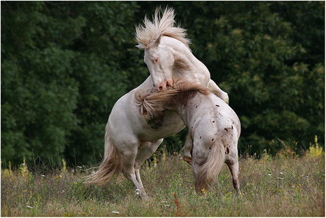 Wild horses................
