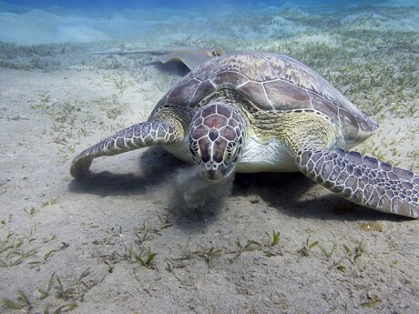 grazende zeeschildpad