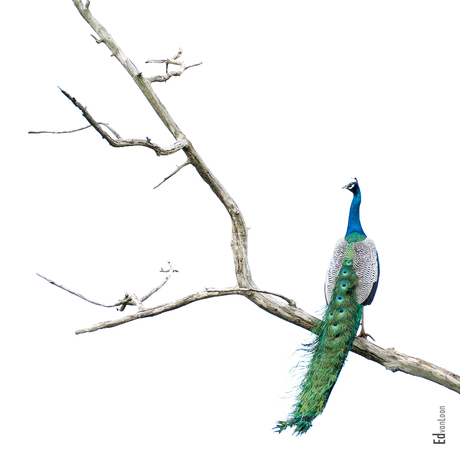 Indian Peafowl