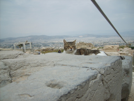 Kat in Griekenland