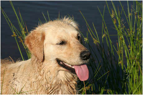 De grote vriendin van mijn hond