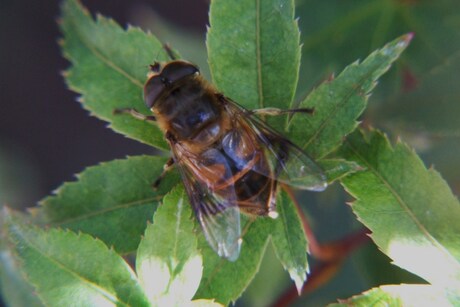 de blinde bij (Eristalis tenax).