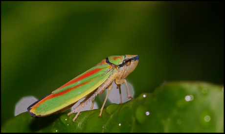 Rhodondendroncicade