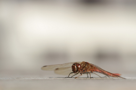 Red Dragonfly