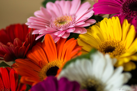 Gerbera's