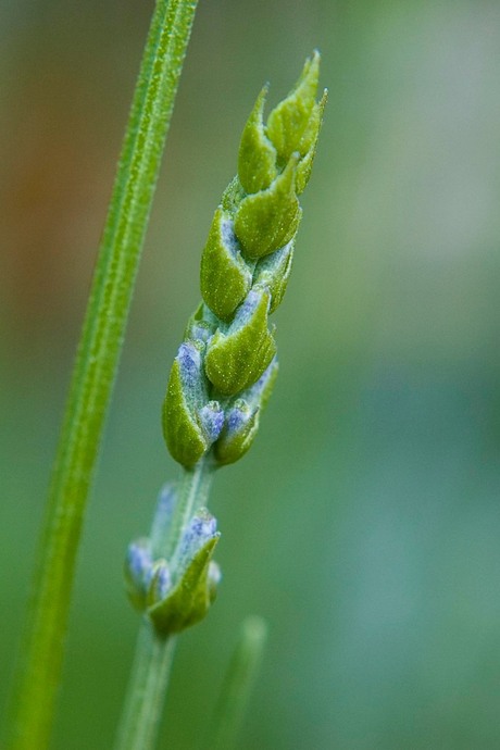 lavendel...