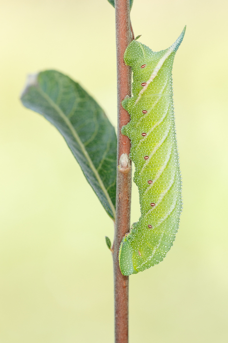 Pauwoogpijlstaart - Smerinthus ocellatus