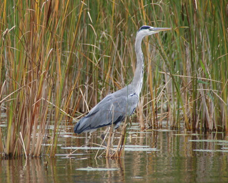 Reiger in het riet