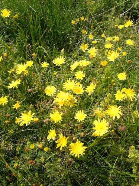 Bloemen in het gras