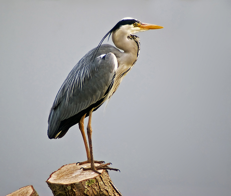 reiger 2