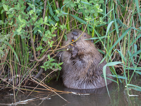 Bever in de Dommel