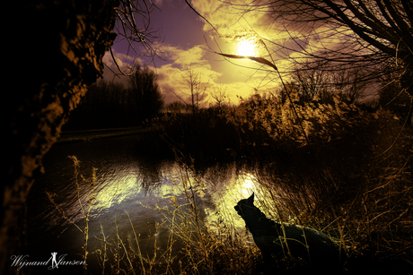 Enjoying the water, between the reeds