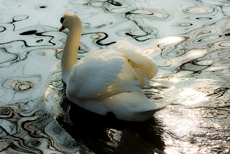 zwaan in de zon