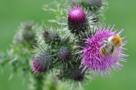 van de bloemetjes en de bijtjes