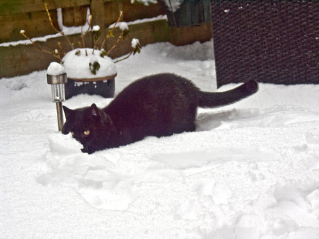 katten houden toch niet van water