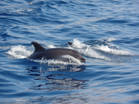 Dolfijnen in Tenerife