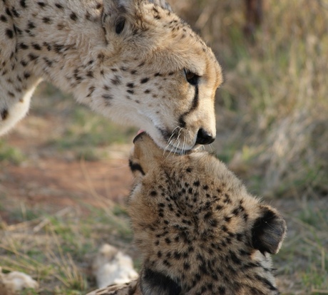 Cheetahs in Mokolodi Nature Reserve Botswana