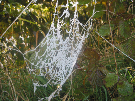 Berijpt spinnenweb