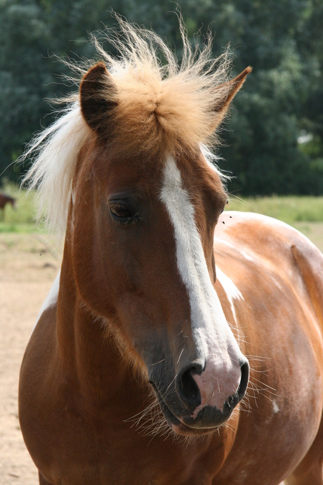 Fleurtje