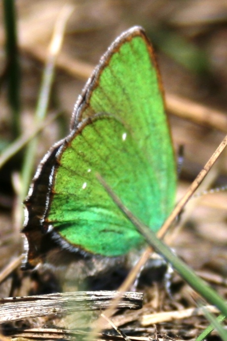 Eerste groentje in de kampenhoutse heide