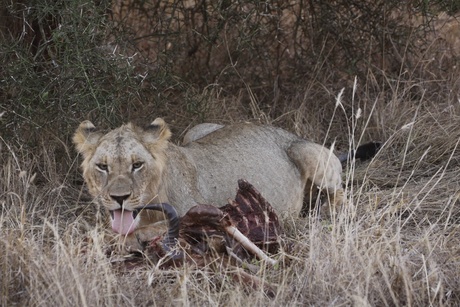 Leeuw in Kenia