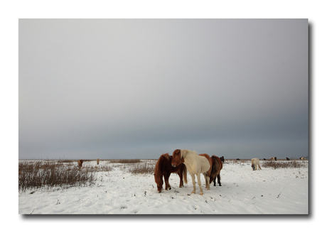 Paarden