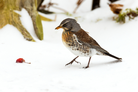 Kramsvogel op weg naar zijn malusappeltje