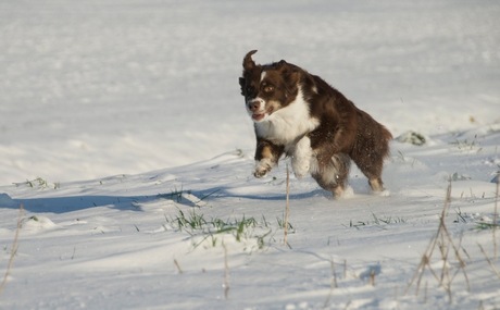 Mocca in de sneeuw