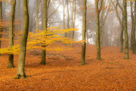 Herfst tafereel Posbank bij Rheden