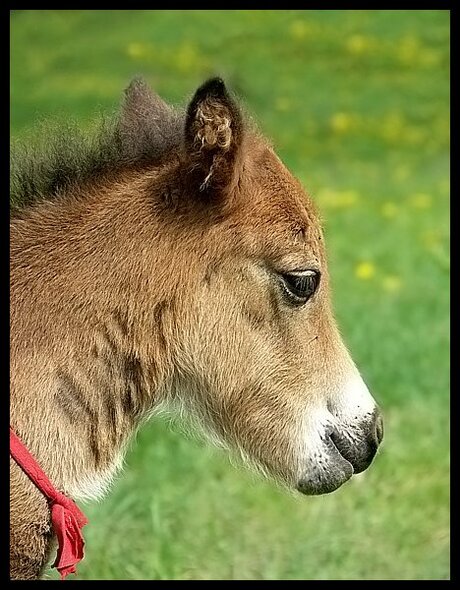 Little sweet pony