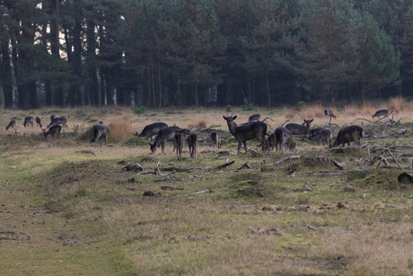 Damherten, Deelderwoud, Veluwe. 20151108