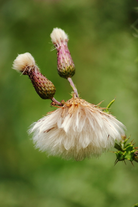 In het veld