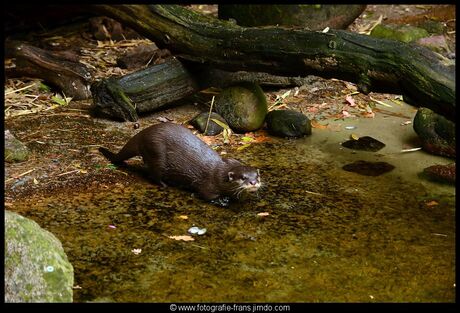 otter