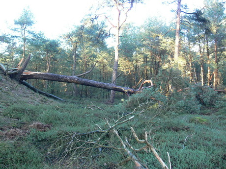 Stormgeweld in bos2