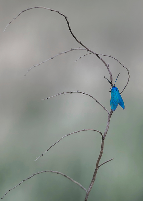 Dressed in blue