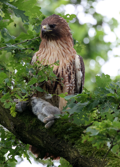 roodstaartbuizerd