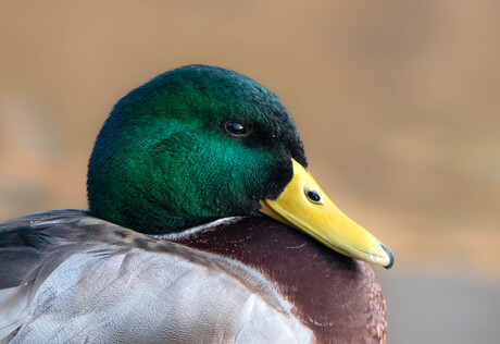 wilde eend @ hortus botanicus 