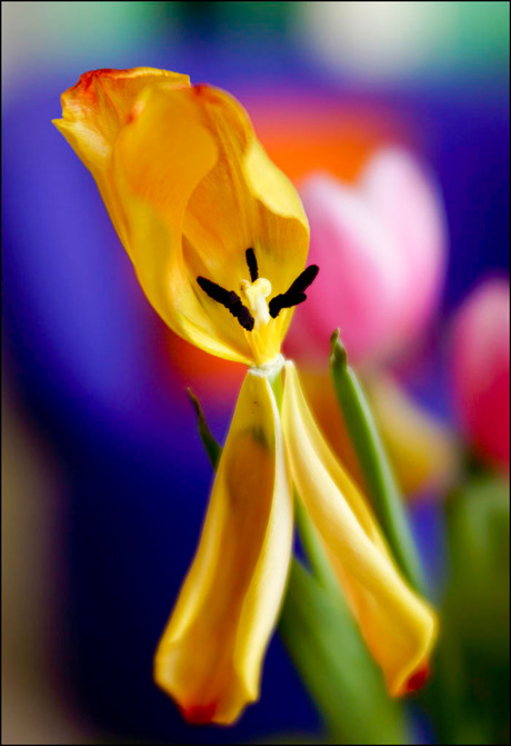 de tulp.......................