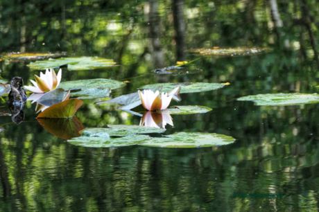 Water lilies, lotusbloem 