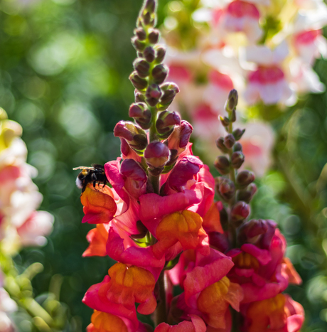 Hommel op bloem