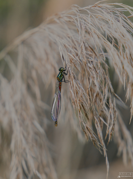 libelle 