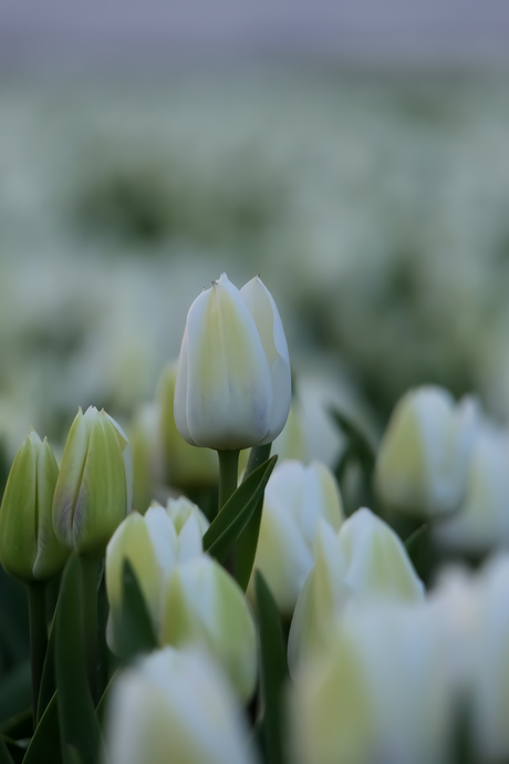 Witte tulpen
